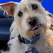 Fela is registered to the contest to win money with this photo: animal, blue_collar, canine, close_up, collar, companion, cute, dog, ears, friendly, fur, indoor, pet, portrait, scruffy, seat, small_dog, tags, tongue_out, white_dog