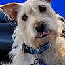 animal, blue_collar, canine, close_up, collar, companion, cute, dog, ears, friendly, fur, indoor, pet, portrait, scruffy, seat, small_dog, tags, tongue_out, white_dog