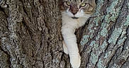 Tank joined the competition — help win amazing prizes! animal, bark, cat, climbing, closeup, curious, daylight, fur, greenery, mammal, nature, outdoor, paw, pet, resting, sky, texture, tree, whiskers, wildlife
