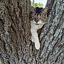 animal, bark, cat, climbing, closeup, curious, daylight, fur, greenery, mammal, nature, outdoor, paw, pet, resting, sky, texture, tree, whiskers, wildlife