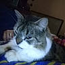 Tank is registered to the contest to win money with this photo: animal, blanket, blur, cat, closeup, cozy, domestic, feline, fur, hand, indoor, laying, low_light, paw, pet, relaxed, resting, striped, tabby, whiskers