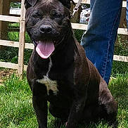 Onyx is registered to the contest to win money with this photo: