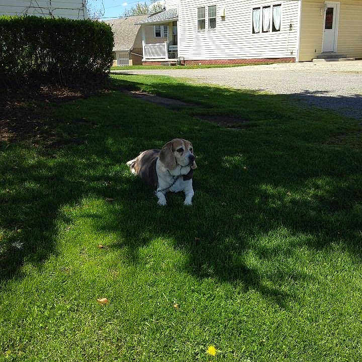 Brutus