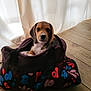 Arlo a rejoint le concours — aidez-le/la à gagner de superbes lots ! puppy, dog, bag, floor, curtains, wooden_floor, indoor, pet, small_dog, beagle, cute, animal, young_dog, brown, black, white, floppy_ears, looking, sitting, cozy
