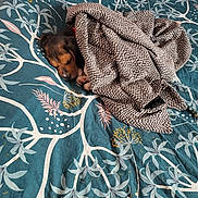 Arlo participe au concours pour gagner de l'argent avec cette photo : puppy, dog, sleeping, blanket, bed, floral_bedspread, cozy, indoor, cute, small_dog, resting, paw, fur, animal, young_dog, pattern, textile, comfort, peaceful, home