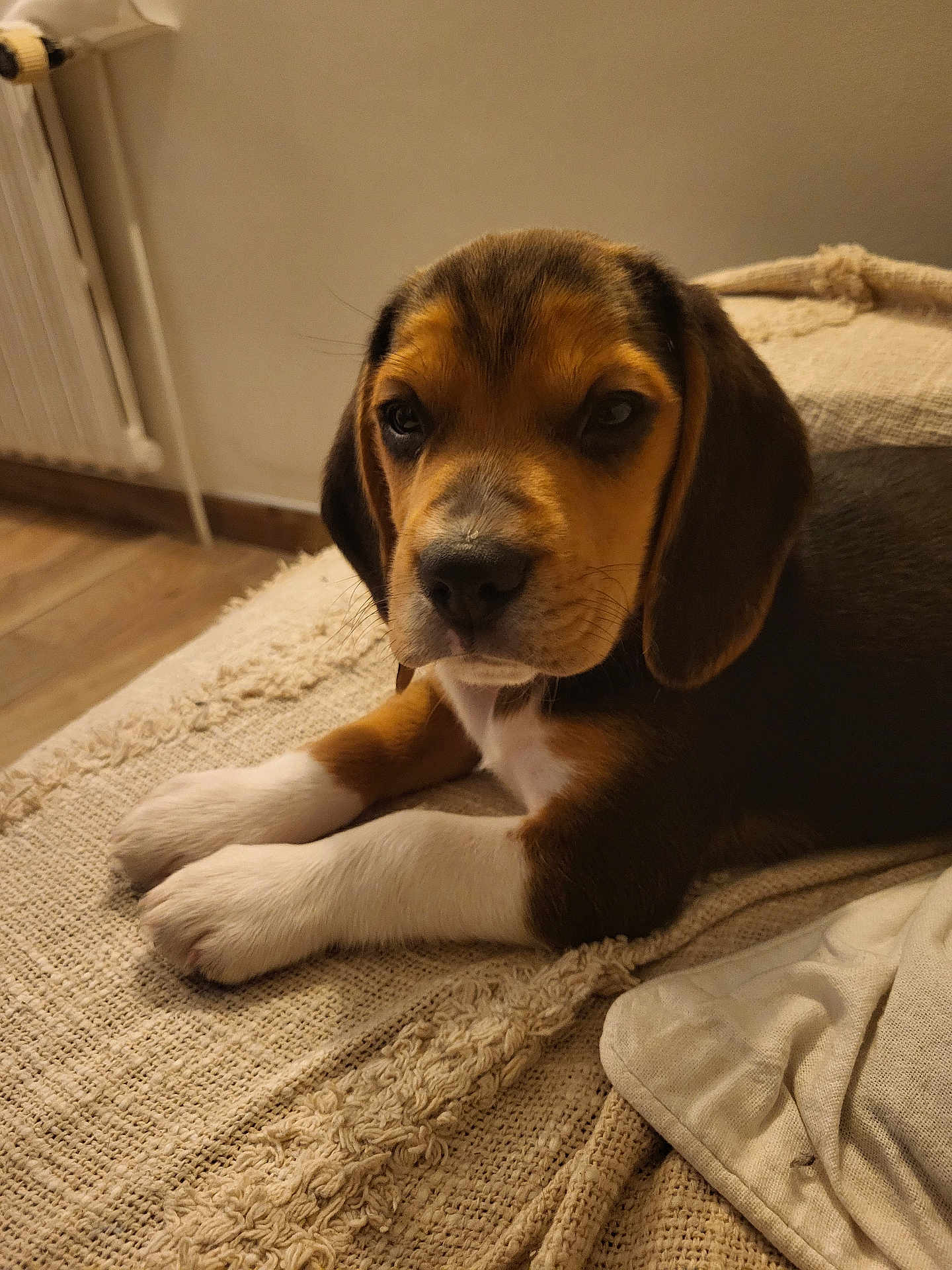 Arlo participe au concours pour gagner de l'argent avec cette photo : puppy, dog, brown, white, fur, blanket, indoor, cozy, soft, cute, pet, animal, laying, portrait, floor, wood, ears, face, paws, young