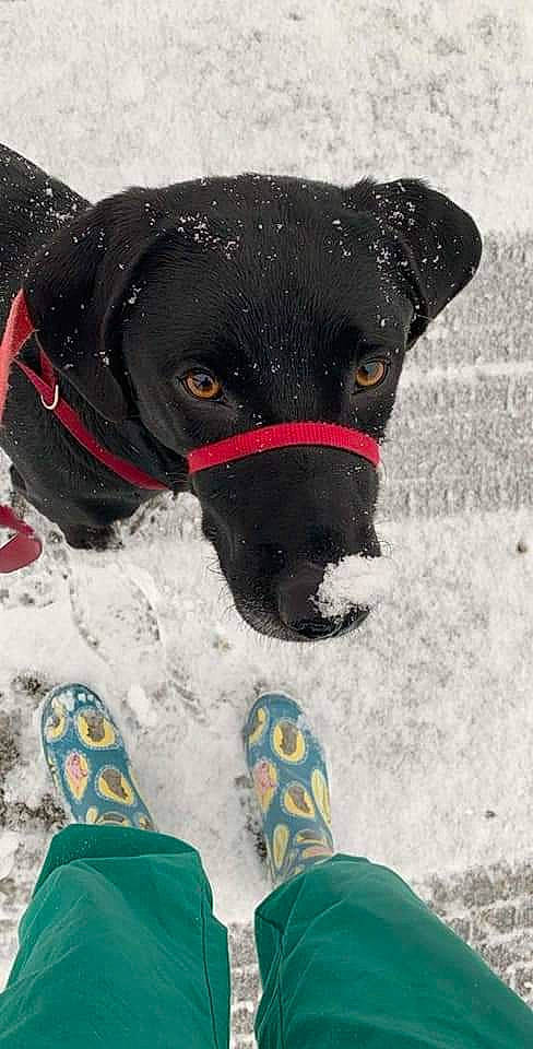 Carter joined the competition — help win amazing prizes! borador, canidae, carnivore, collar, companion_dog, dog, dog_breed, dog_collar, dog_supply, fawn, freezing, green, personal_protective_equipment, pet_supply, snout, snow, sporting_group, whiskers, winter, working_animal