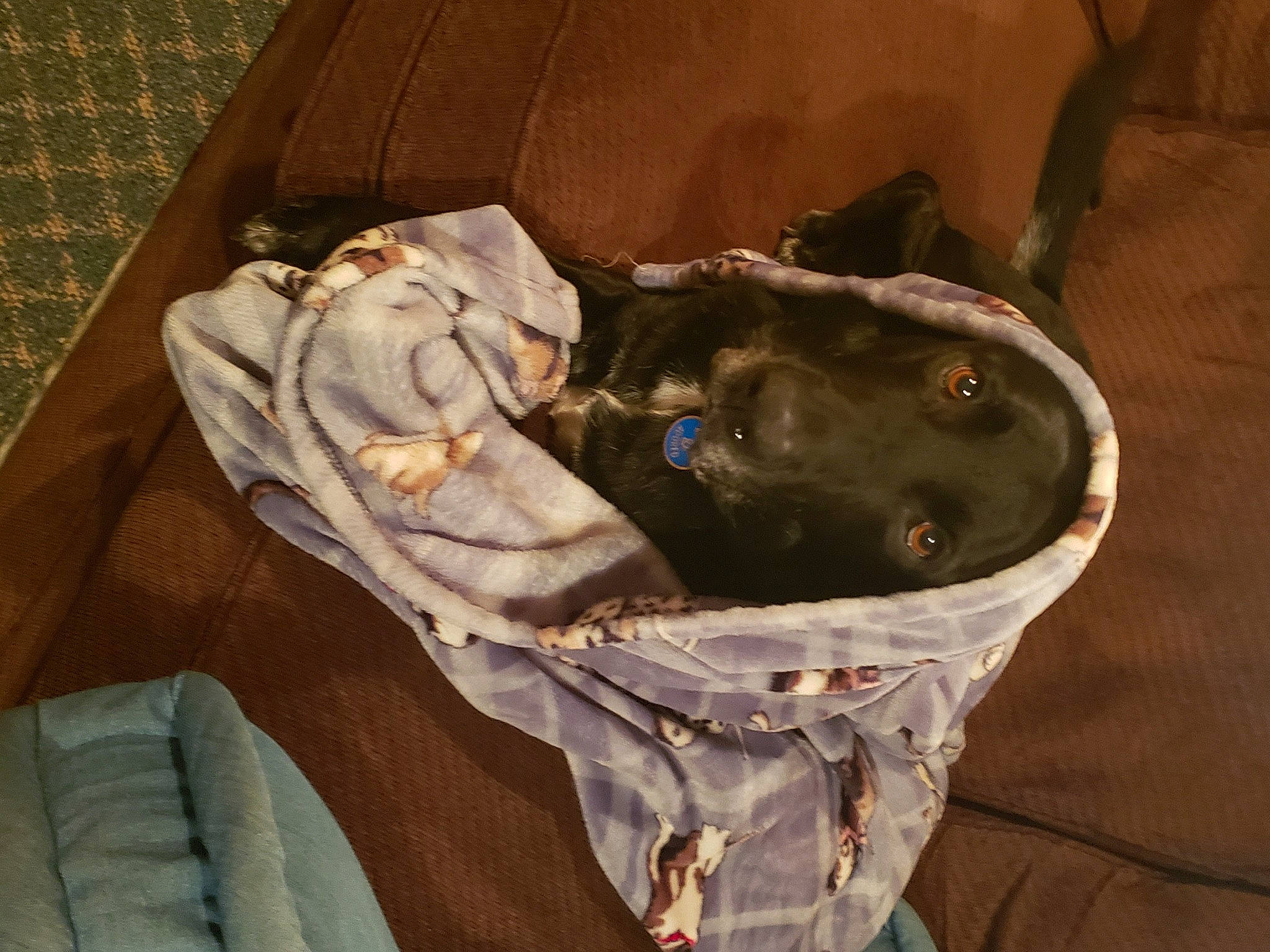 Carter joined the competition — help win amazing prizes! bag, brown, canidae, carnivore, comfort, companion_dog, dog, dog_breed, dog_supply, fawn, fur, guard_dog, linens, liver, luggage_and_bags, nap, pet_supply, sleep, sporting_group, working_animal