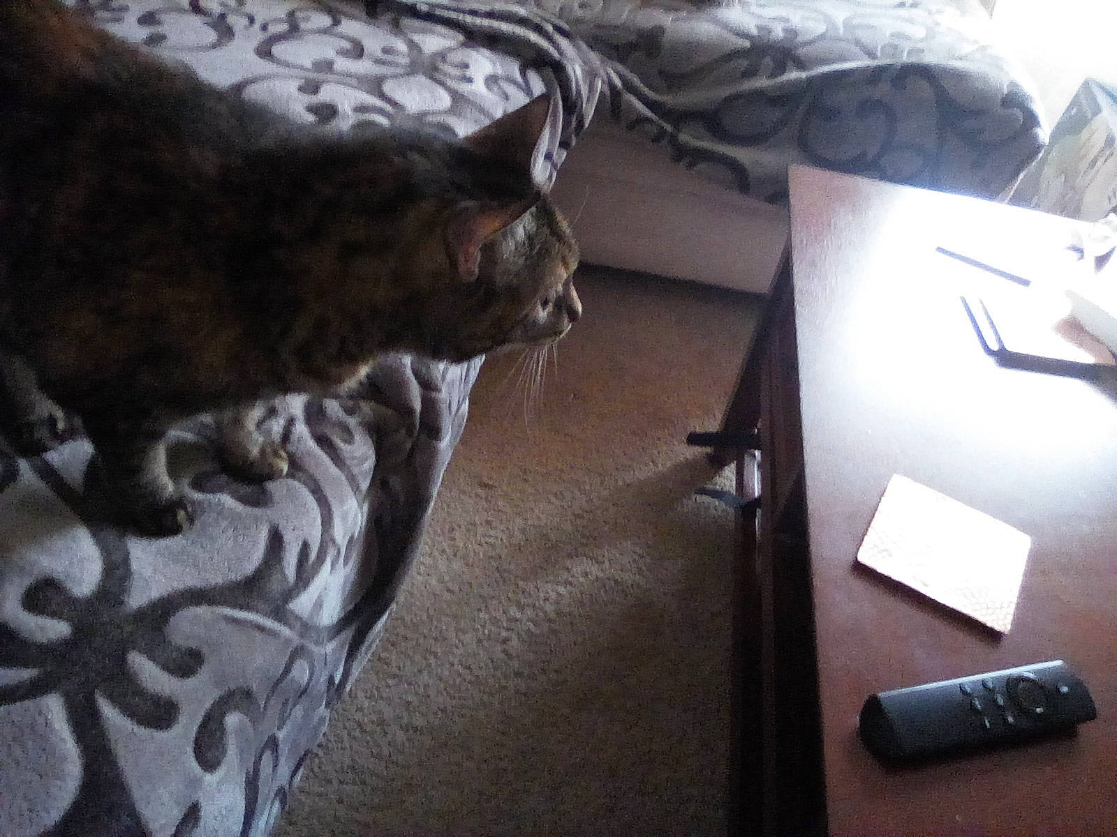 Olive is registered to the contest to win money with this photo: asian, black_cat, carnivore, cat, domestic_short_haired_cat, european_shorthair, felidae, fur, kitten, russian_blue, small_to_medium_sized_cats, tail, whiskers