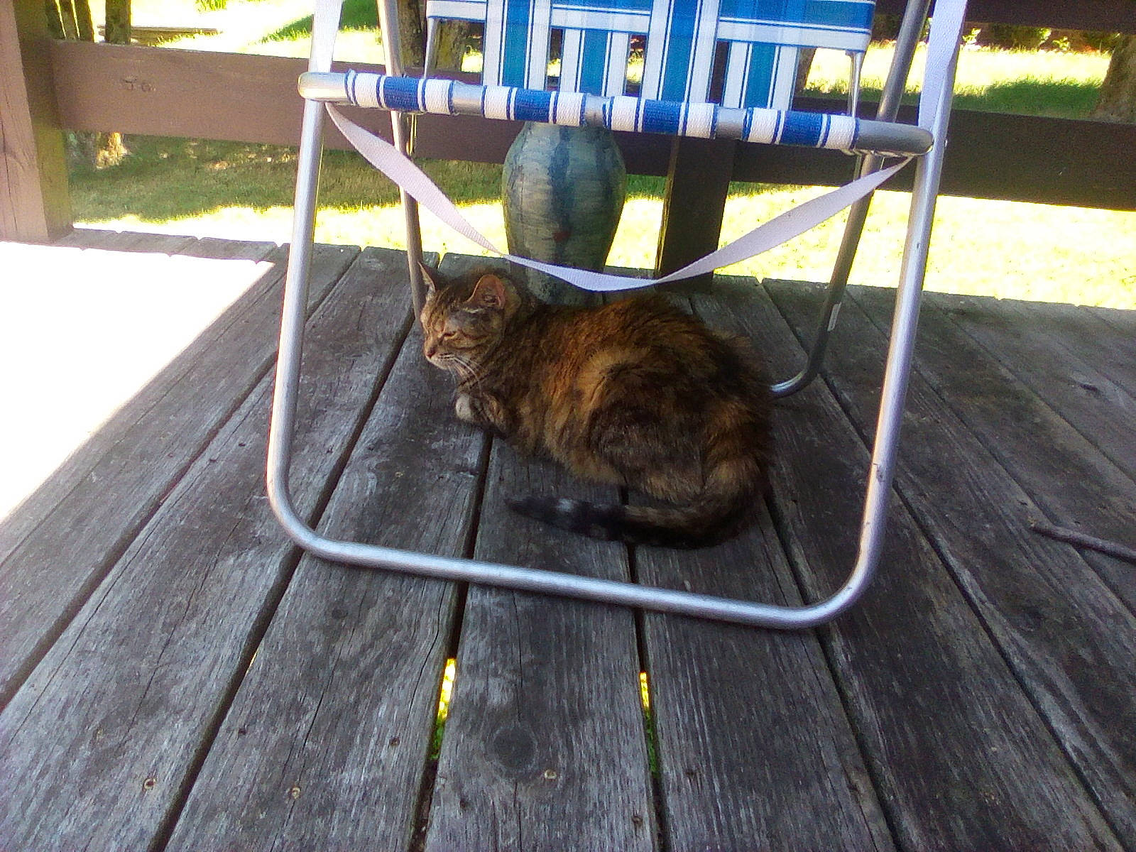 Olive joined the competition — help win amazing prizes! cat, felidae, grass, small_to_medium_sized_cats, whiskers