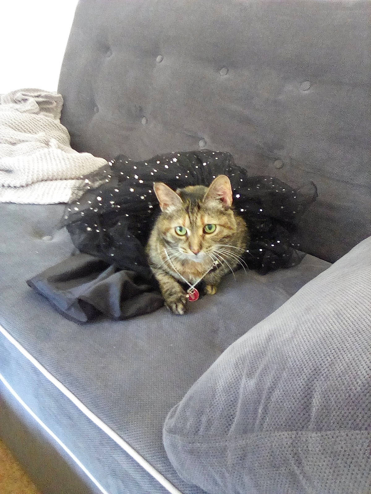 Olive is registered to the contest to win money with this photo: aegean_cat, asian, bengal, carnivore, cat, domestic_short_haired_cat, dragon_li, european_shorthair, felidae, fur, kitten, small_to_medium_sized_cats, tabby_cat, whiskers, wild_cat