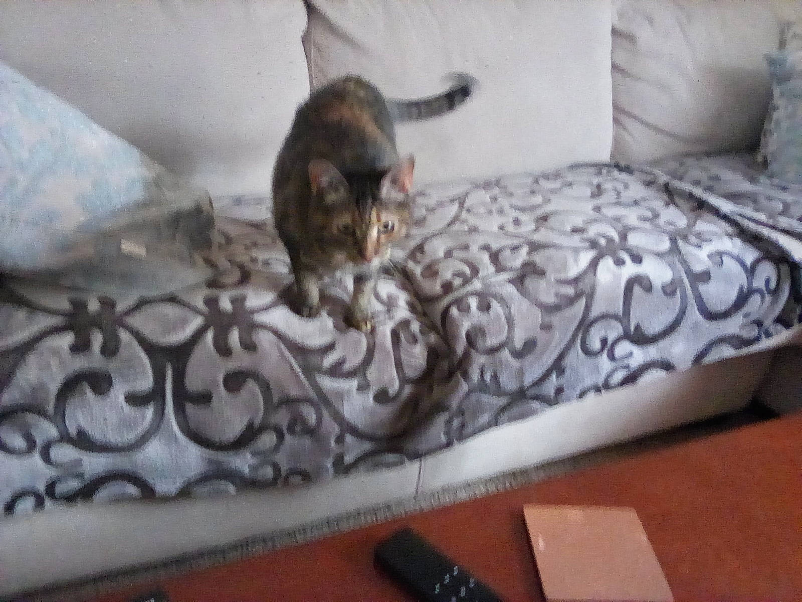 Olive is registered to the contest to win money with this photo: bengal, carnivore, cat, couch, felidae, furniture, kitten, room, small_to_medium_sized_cats, tail, whiskers