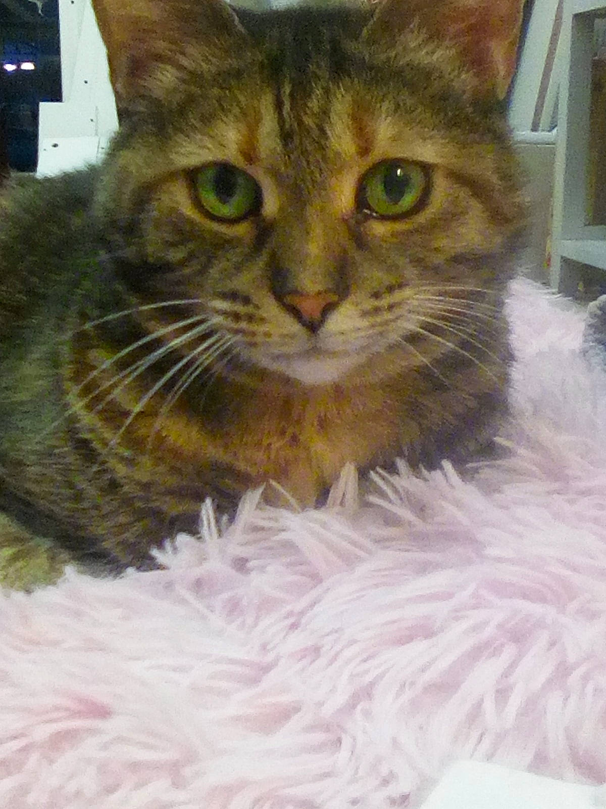 Olive is registered to the contest to win money with this photo: american_bobtail, asian, australian_mist, british_semi_longhair, carnivore, cat, domestic_long_haired_cat, domestic_short_haired_cat, european_shorthair, felidae, fur, kitten, maine_coon, mammal, norwegian_forest_cat, pixie_bob, siberian, small_to_medium_sized_cats, tabby_cat, whiskers