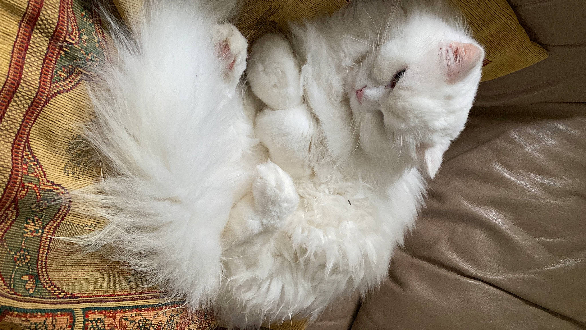 Bowie is registered to the contest to win money with this photo: carnivore, cat, claw, comfort, fawn, feather, felidae, fur, laperm, natural_material, paw, ragdoll, small_to_medium_sized_cats, snout, tail, whiskers