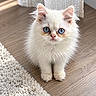 cat, kitten, white_fur, blue_eyes, fluffy, long_hair, pet, animal, sitting, indoors, wooden_floor, rug, curtains, home, portrait, close_up, cute, adorable, looking_at_camera, natural_light