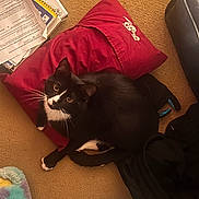 Dice joined the competition — help win amazing prizes! cat, tuxedo_cat, pillow, carpet, papers, black_jacket, slippers, indoor, pet, feline, whiskers, curious, relaxed, cozy, floor, looking_up, domestic, animal, black_and_white, resting