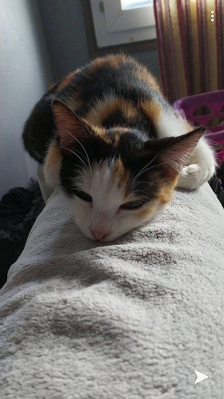 Filouse participe au concours pour gagner de l'argent avec cette photo : aegean_cat, american_wirehair, asian, carnivore, cat, domestic_short_haired_cat, european_shorthair, felidae, fur, kitten, nap, small_to_medium_sized_cats, whiskers