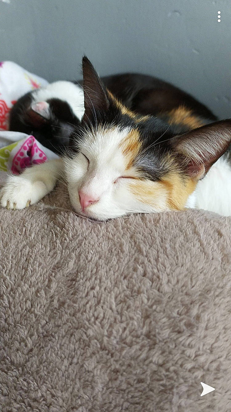 Filouse participe au concours pour gagner de l'argent avec cette photo : carnivore, cat, ear, european_shorthair, felidae, fur, kitten, nap, sleep, small_to_medium_sized_cats, whiskers