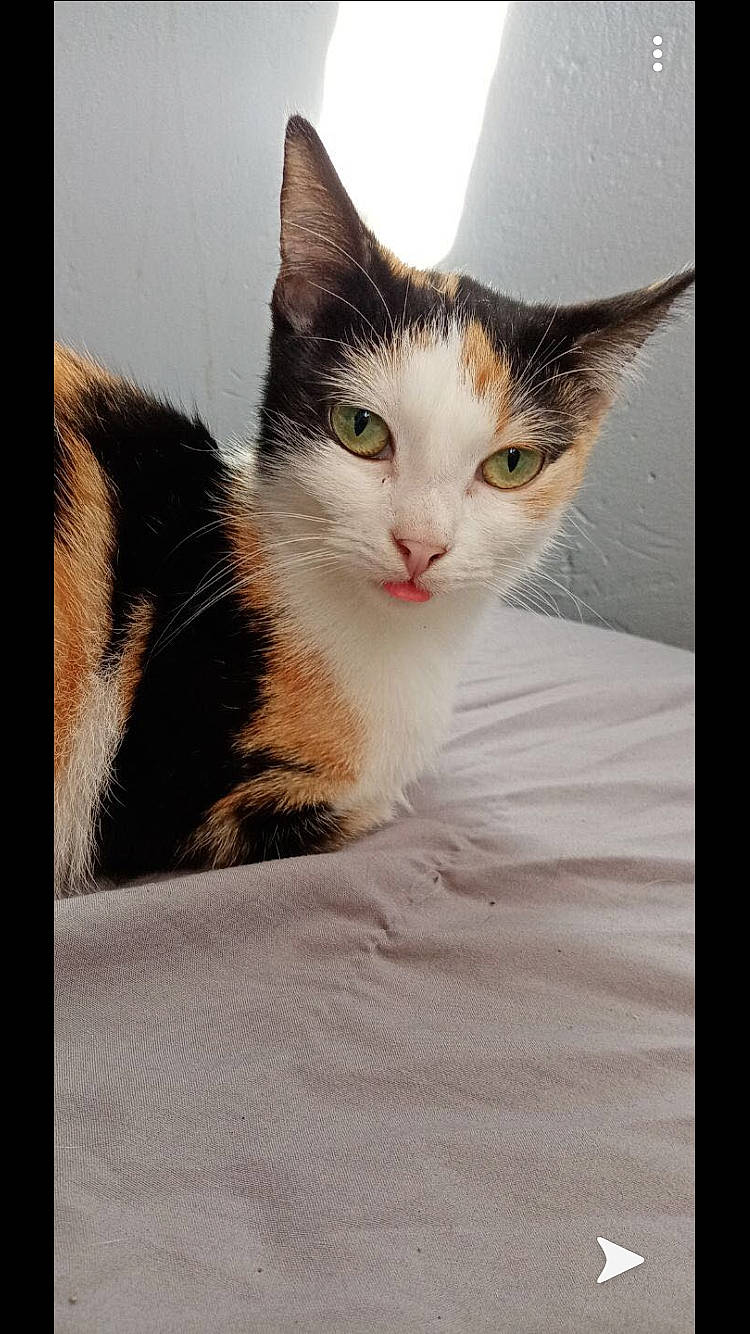 Filouse participe au concours pour gagner de l'argent avec cette photo : aegean_cat, american_wirehair, asian, carnivore, cat, domestic_short_haired_cat, european_shorthair, eye, felidae, fur, kitten, mammal, small_to_medium_sized_cats, tabby_cat, tail, vertebrate, whiskers