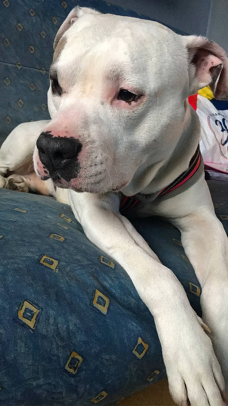 Junkee participe au concours pour gagner de l'argent avec cette photo : american_bulldog, american_pit_bull_terrier, american_staffordshire_terrier, bull_and_terrier, bulldog, bully_kutta, canidae, carnivore, cordoba_fighting_dog, dog, dog_breed, dogo_argentino, dogo_guatemalteco, mammal, non_sporting_group, nose, pit_bull, rare_breed_dog, snout, vertebrate