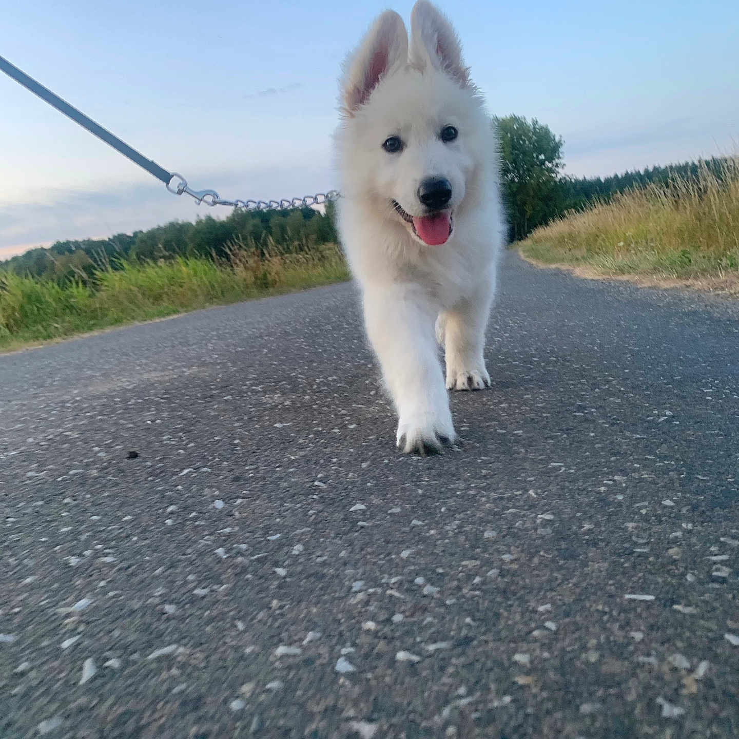Thaiko a rejoint le concours — aidez-le/la à gagner de superbes lots ! accessories, animal, canine, city, dog, eskimodog, husky, leash, nature, path, person, pet, puppy, road, strap, street, tarmac, urban, walkingdog, whitedog