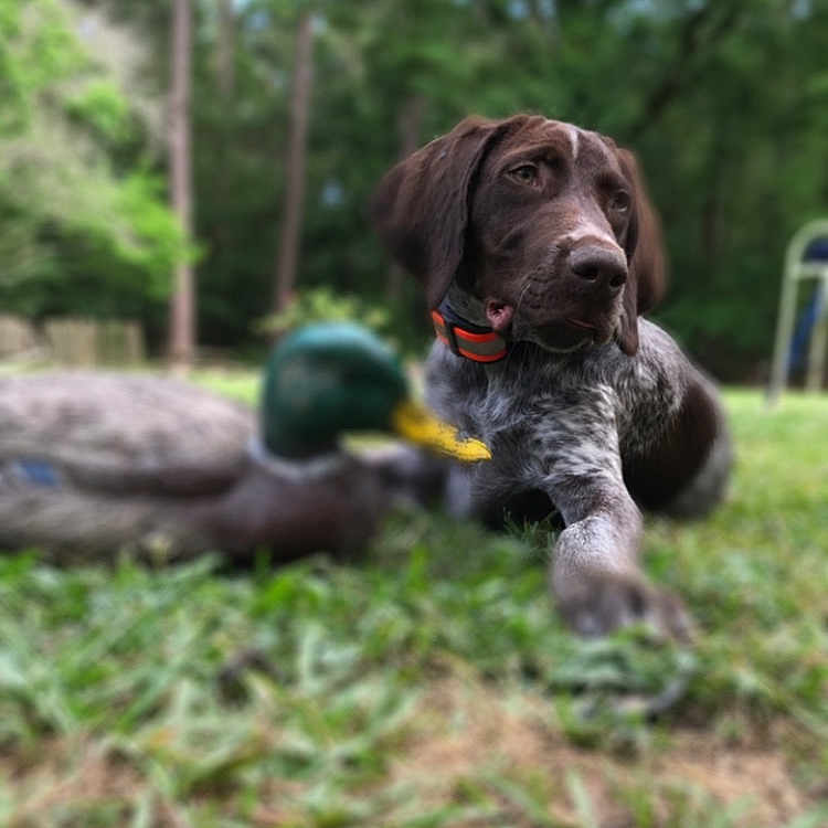 Cheif is registered to the contest to win money with this photo: dog, grass, outdoor, nature, animal, collar, brown, white, speckled, canine, pet, forest, tree, wildlife, decoy, playground, park, summer, relaxing, focus