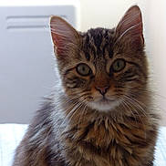 Adolf a rejoint le concours — aidez-le/la à gagner de superbes lots ! brown_fur, cat, close_up, cozy, curious, domestic_cat, ears, eyes, face, furry, indoor, kitten, long_hair, muzzle, pet, portrait, sitting, stripes, tabby, whiskers
