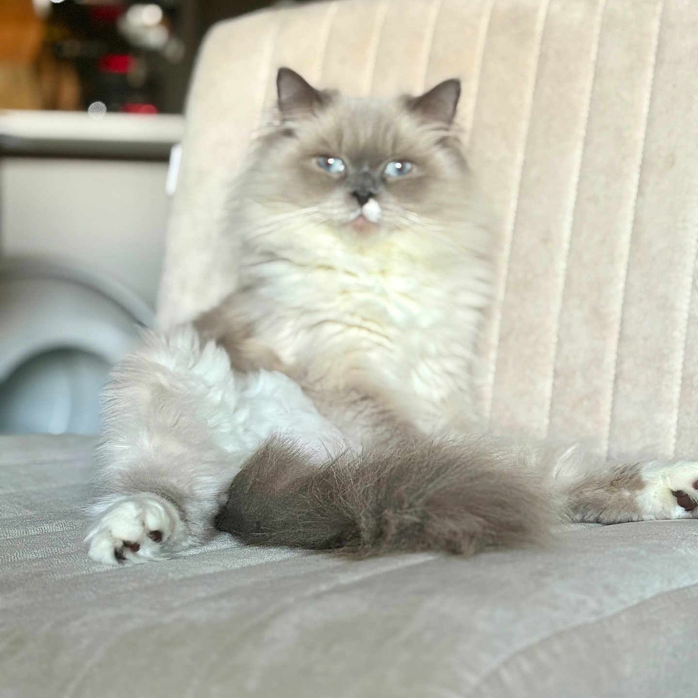 Louie is registered to the contest to win money with this photo: animal, beige, blue_eyes, cat, closeup, comfortable, couch, cute, feline, fluffy, fur, home, indoor, mammal, pet, portrait, relaxed, sitting, soft, whiskers
