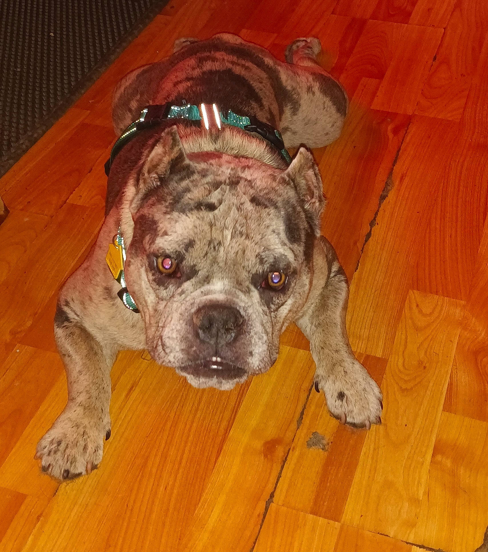 Amos is registered to the contest to win money with this photo: canidae, carnivore, companion_dog, dog, dog_breed, fawn, flooring, hardwood, laminate_flooring, liver, plank, snout, sporting_group, terrestrial_animal, varnish, wood, wood_flooring, wood_stain, working_animal, wrinkle