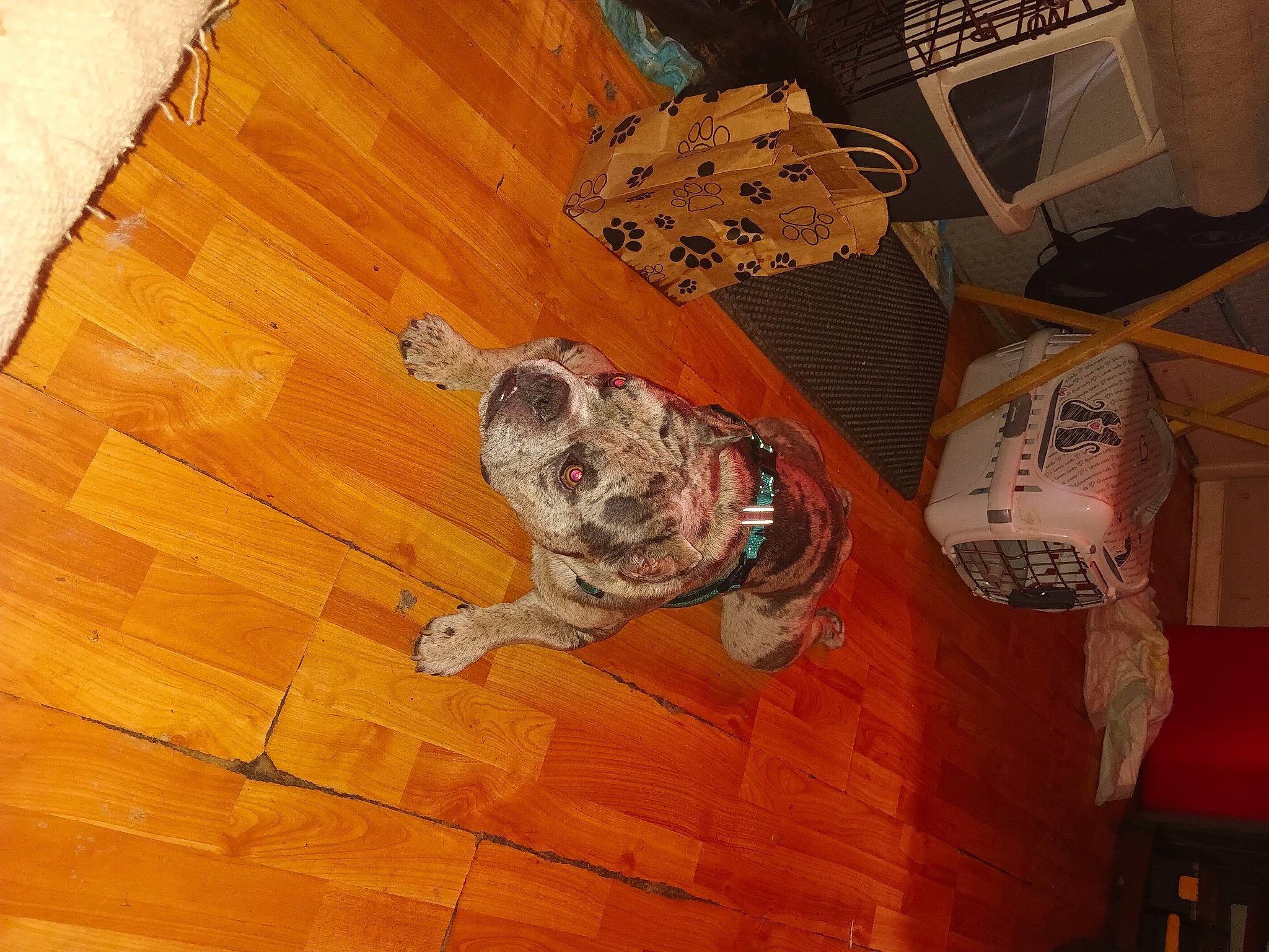 Amos joined the competition — help win amazing prizes! art, building, canidae, carmine, carnivore, dalmatian, dog, dog_breed, fawn, felidae, flooring, hardwood, laminate_flooring, pattern, snout, sporting_group, visual_arts, wood, wood_flooring, wood_stain