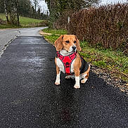 Luna participe au concours pour gagner de l'argent avec cette photo : dog, beagle, pet, animal, sitting, red_harness, country_road, rural, outdoor, wet_road, overcast, hedge, trees, grass, field, countryside, portrait, alert, short-haired, roadside