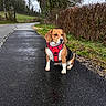 dog, beagle, pet, animal, sitting, red_harness, country_road, rural, outdoor, wet_road, overcast, hedge, trees, grass, field, countryside, portrait, alert, short-haired, roadside
