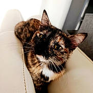 Bloom participe au concours pour gagner de l'argent avec cette photo : cat, tortoiseshell, feline, pet, animal, close_up, portrait, whiskers, ears, eyes, fur, multicolored, brown, black, orange, white, sitting, cushion, indoors, cute