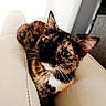 cat, tortoiseshell, feline, pet, animal, close_up, portrait, whiskers, ears, eyes, fur, multicolored, brown, black, orange, white, sitting, cushion, indoors, cute