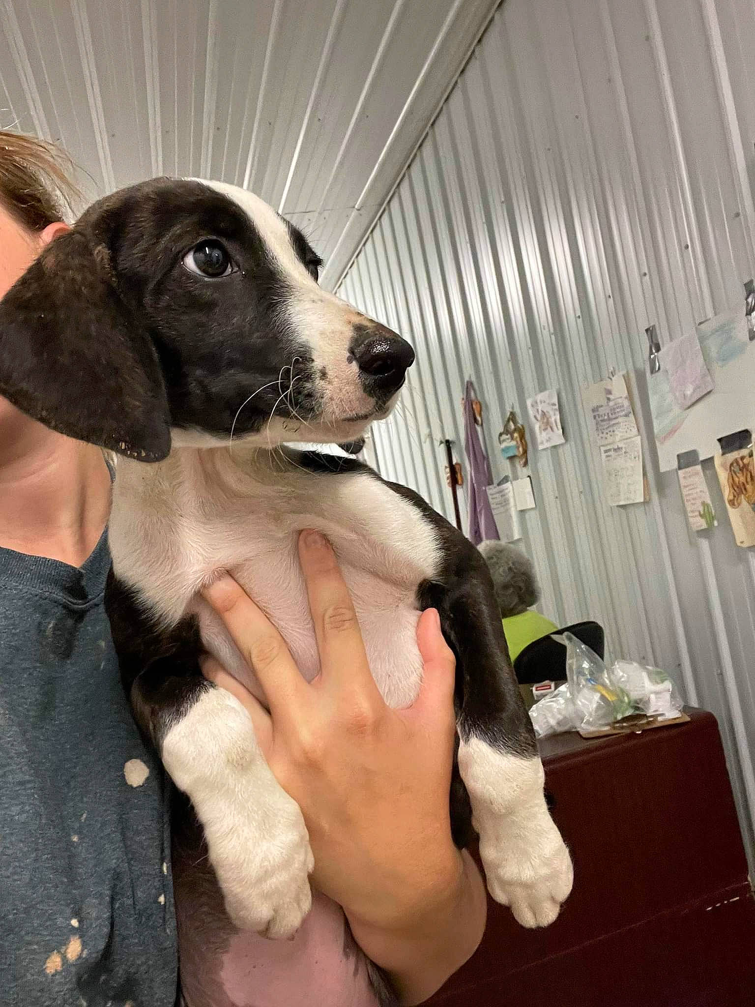 Daisy May joined the competition — help win amazing prizes! canidae, carnivore, collar, companion_dog, dog, dog_breed, dog_collar, fashion_accessory, fawn, formal_wear, fur, gesture, nail, puppy_love, snout, sporting_group, working_animal, wrist