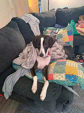 Daisy May joined the competition — help win amazing prizes! canidae, carnivore, comfort, companion_dog, couch, craft, creative_arts, dog, dog_breed, dog_supply, flooring, linens, liver, living_room, pattern, pillow, room, sporting_group, studio_couch, working_animal