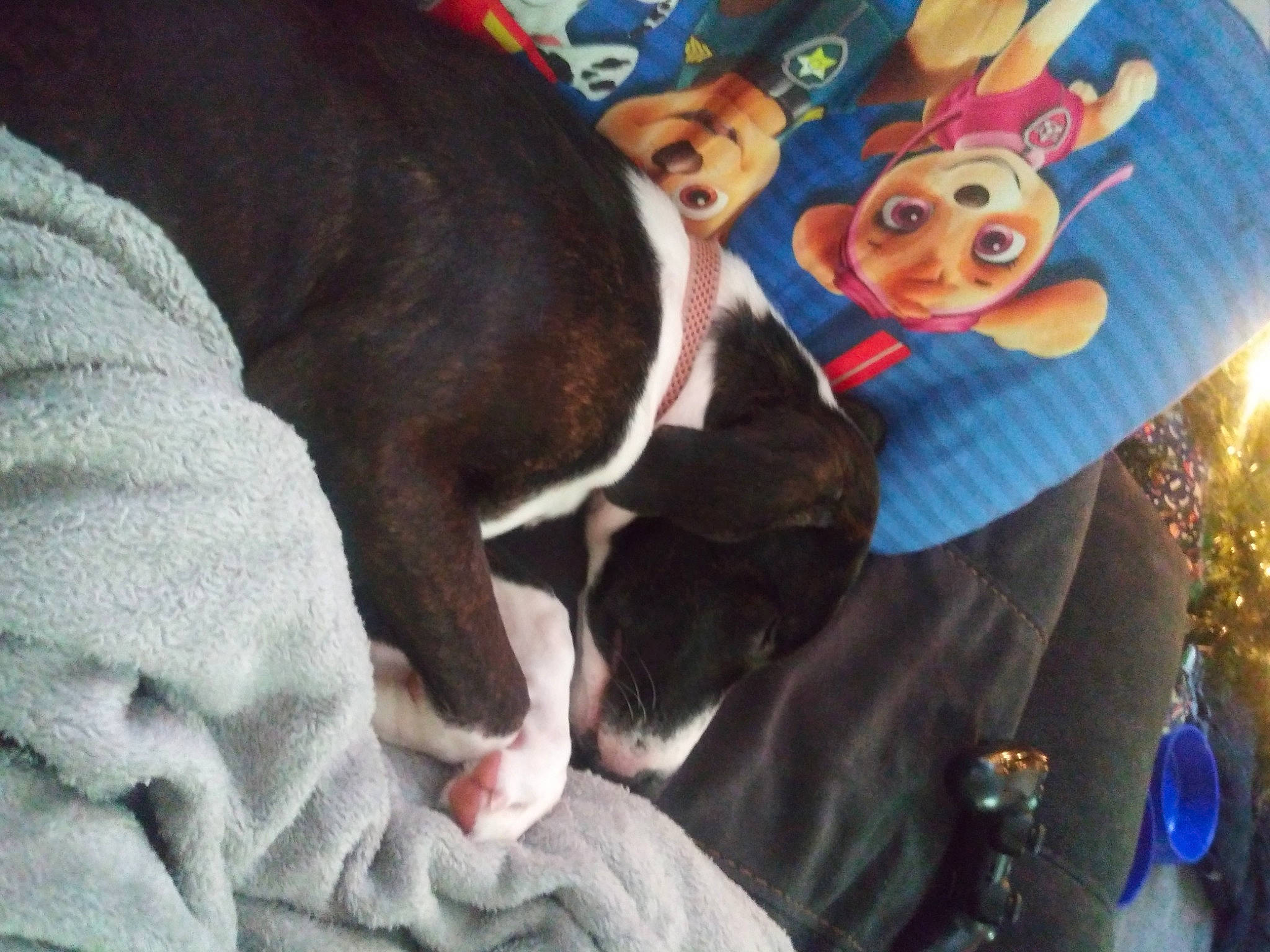 Daisy May is registered to the contest to win money with this photo: canidae, carnivore, comfort, companion_dog, couch, dog, dog_breed, event, fawn, fur, guard_dog, happy, hat, holiday, leisure, sporting_group, stuffed_toy, tail, tree, working_animal