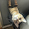 Hennessy is registered to the contest to win money with this photo: animal, brown, cat, climbing, closeup, curious, ears, eyes, feline, indoor, looking_up, nose, paws, pet, playful, screen_door, stripes, tabby, tail, whiskers