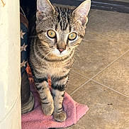 Hennessy is registered to the contest to win money with this photo: animal, cat, corner, curious, cute, domestic_cat, ears, fur, golden_eyes, indoor, looking, paw, pet, pink_cloth, shadow, small, sunlight, tabby_cat, tiled_floor, whiskers