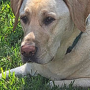 Milo is registered to the contest to win money with this photo: dog, grass, outdoor, pet, canine, close_up, animal, nature, fur, collar, snout, ears, resting, sunlight, muzzle, portrait, greenery, daylight, mammal, relaxed