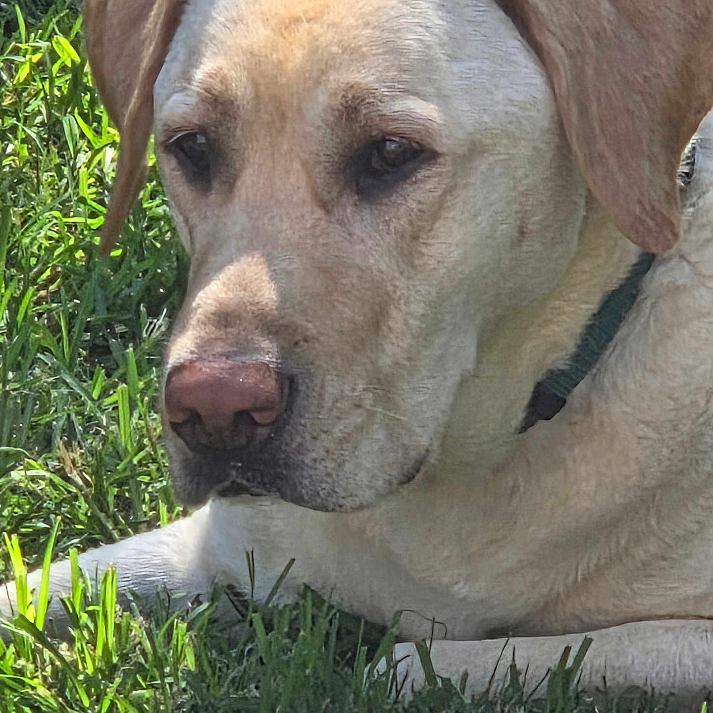 Milo is registered to the contest to win money with this photo: dog, grass, outdoor, pet, canine, close_up, animal, nature, fur, collar, snout, ears, resting, sunlight, muzzle, portrait, greenery, daylight, mammal, relaxed