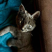 Aston a rejoint le concours — aidez-le/la à gagner de superbes lots ! cat, kitten, gray_cat, pet, animal, eyes, whiskers, fur, indoor, cozy, cushion, blanket, resting, feline, closeup, portrait, soft_light, shadow, curious, cute