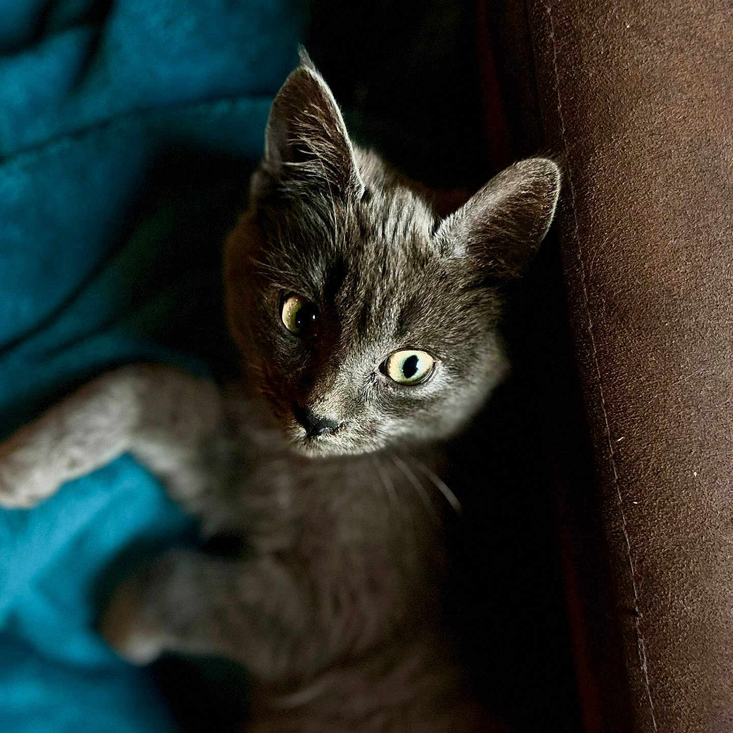 Aston a rejoint le concours — aidez-le/la à gagner de superbes lots ! animal, blanket, cat, closeup, cozy, curious, cushion, cute, eyes, feline, fur, gray_cat, indoor, kitten, pet, portrait, resting, shadow, soft_light, whiskers