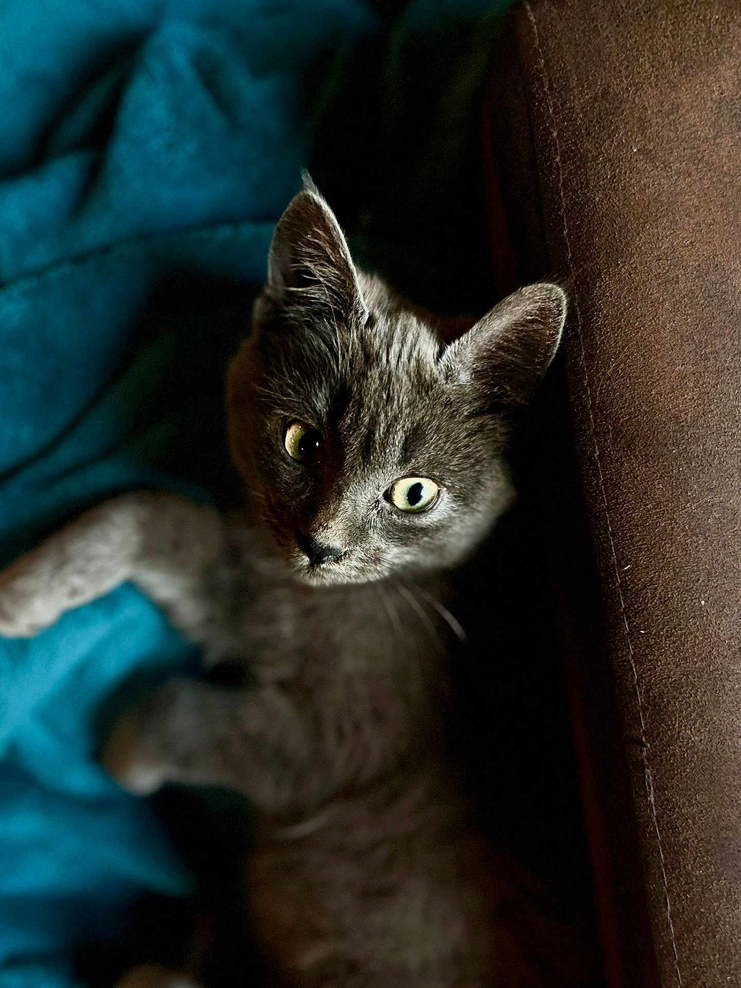 Aston a rejoint le concours — aidez-le/la à gagner de superbes lots ! cat, kitten, gray_cat, pet, animal, eyes, whiskers, fur, indoor, cozy, cushion, blanket, resting, feline, closeup, portrait, soft_light, shadow, curious, cute