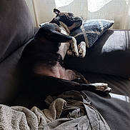 Nikita a rejoint le concours — aidez-le/la à gagner de superbes lots ! animal, black_and_white, blanket, comfort, couch, cozy, curtain, dog, fur, home, indoor, nap, paw, pet, pillow, relaxed, resting, shadow, sleeping, sunlight