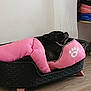 animal, bed, black_dog, canine, comfort, cozy, cushion, dog, dog_bed, furniture, home, indoor, paw_print, pet, pink_cushion, quiet, relaxing, resting, sleeping, wooden_floor