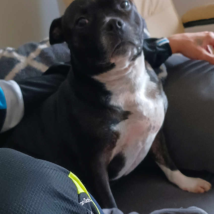 Nikita a rejoint le concours — aidez-le/la à gagner de superbes lots ! animal, black_and_white, blanket, canine, chair, companion, couch, cozy, dog, domestic, fur, furniture, home, human_arm, indoor, living_room, pet, relaxing, resting, seated