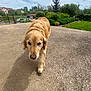 Oly participe au concours pour gagner de l'argent avec cette photo : animal, bushes, canine, clouds, concrete, daytime, dog, garden, golden_retriever, grass, house, nature, outdoor, path, pet, residential, sky, suburban, trees, walking