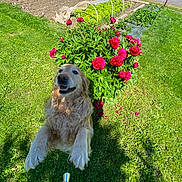 Oly a rejoint le concours — aidez-le/la à gagner de superbes lots ! dog, fence, flower_bush, garden, golden_retriever, green_grass, happy, jumping, leash, lush, nature, outdoor, pets, pink_flowers, plants, playful, shoes, smiling_dog, spring, sunny