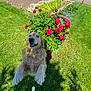 dog, fence, flower_bush, garden, golden_retriever, green_grass, happy, jumping, leash, lush, nature, outdoor, pets, pink_flowers, plants, playful, shoes, smiling_dog, spring, sunny